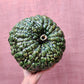 Ceramic green pumpkin