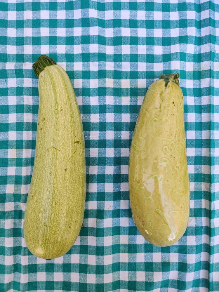 Ceramic zucchini